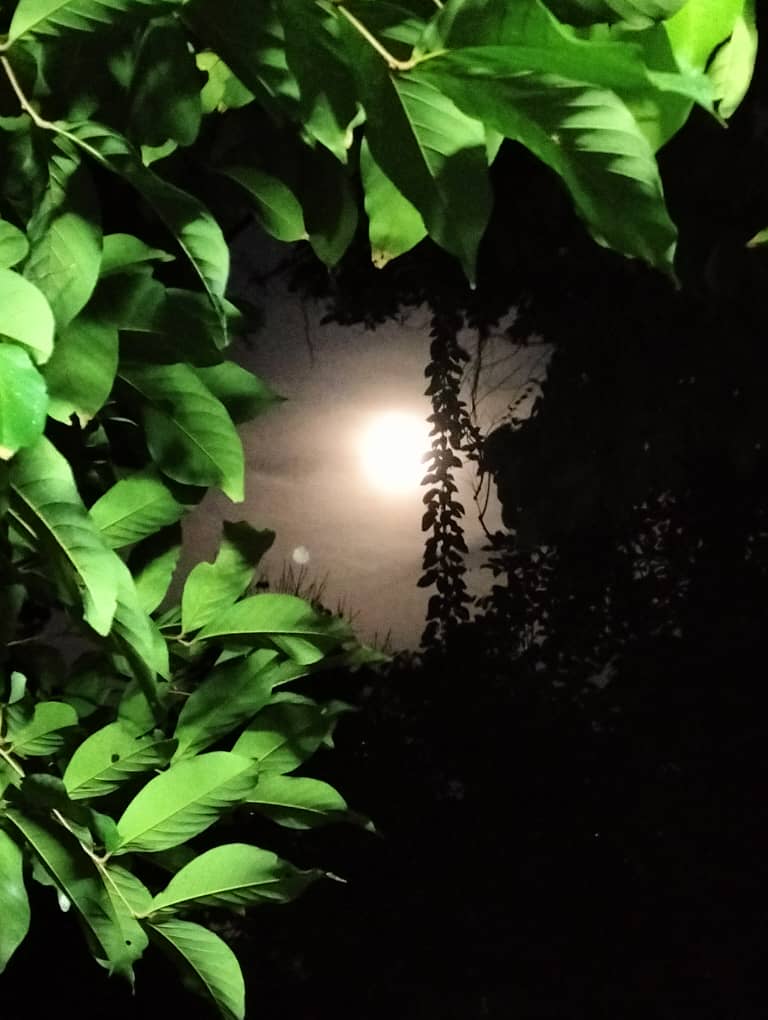 Organic Planting: Growing Soil, Growing Soul, Growing&nbsp;Peace